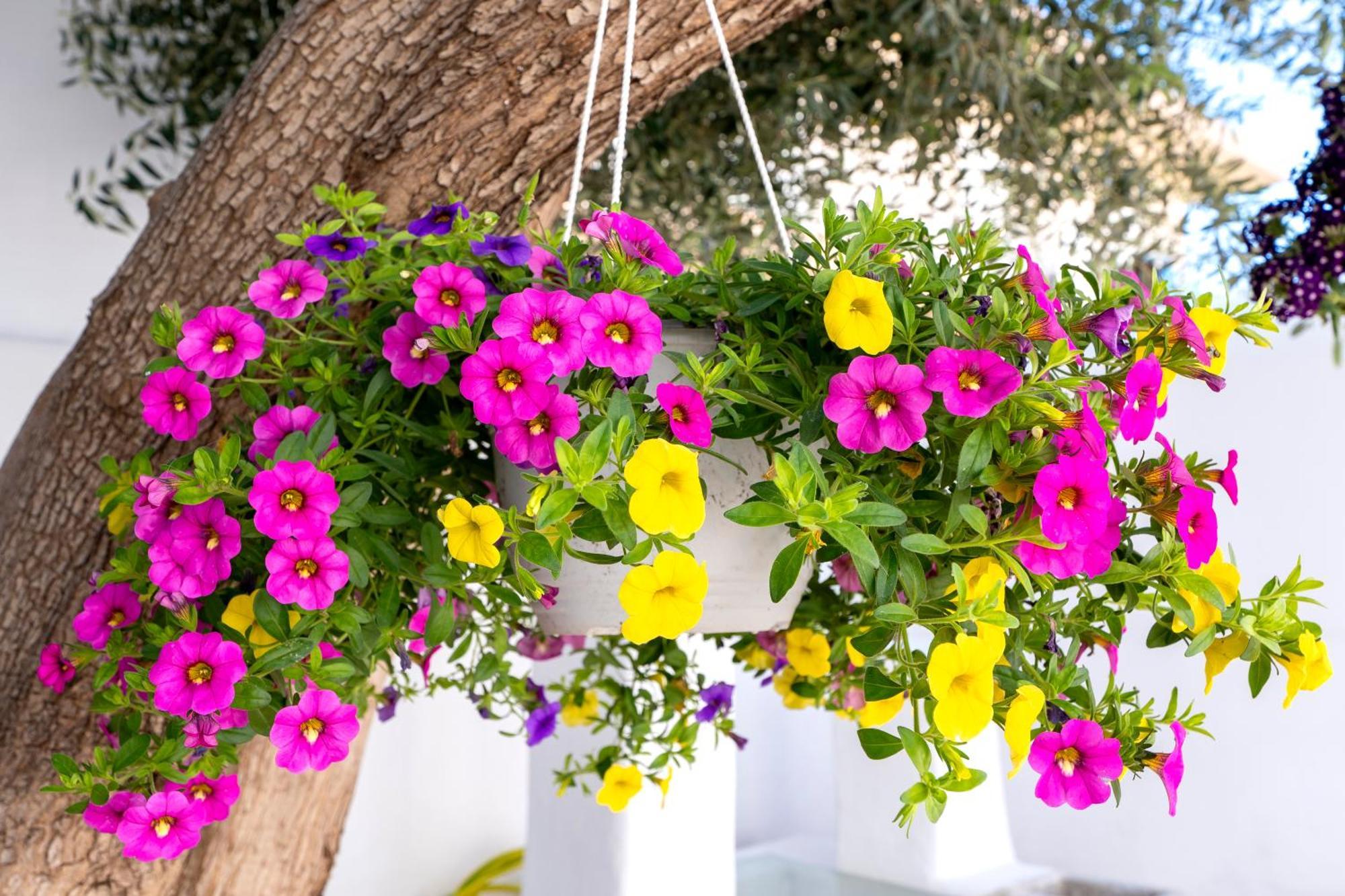 Villa Del Capo Suites Rhodes City المظهر الخارجي الصورة